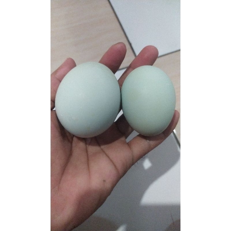 

telur bebek tawar mentah