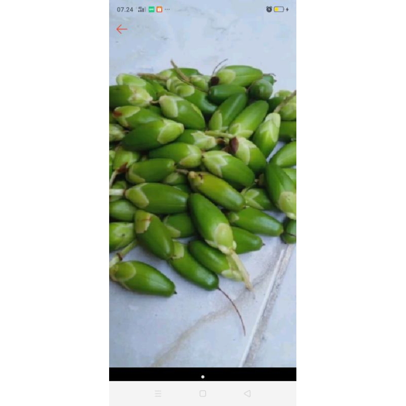 

buah jeruju 100 gr bonus 10 isi 80 - 100 biji