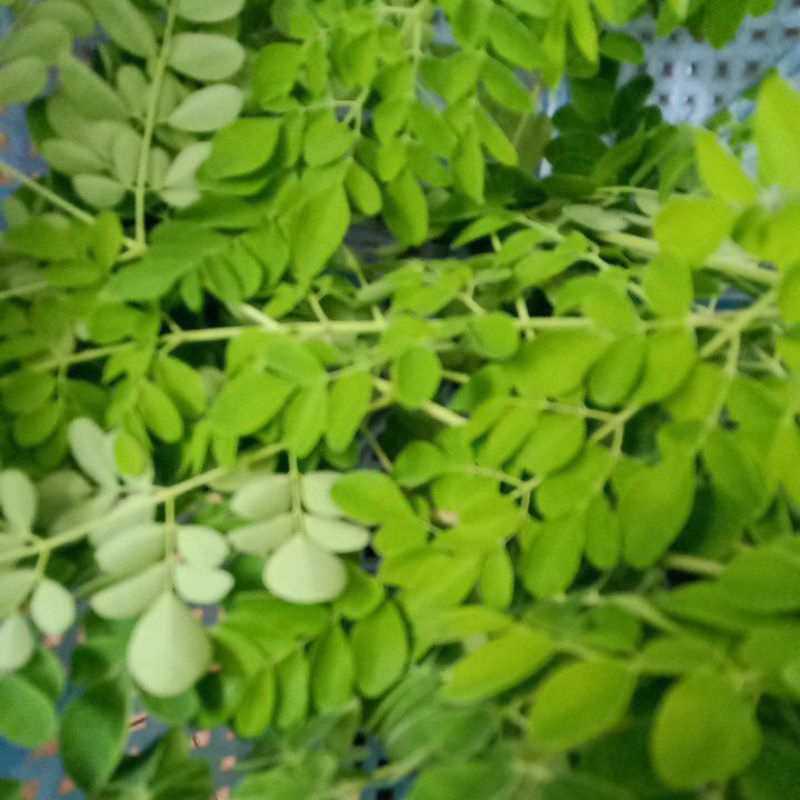 

Daun Kelor