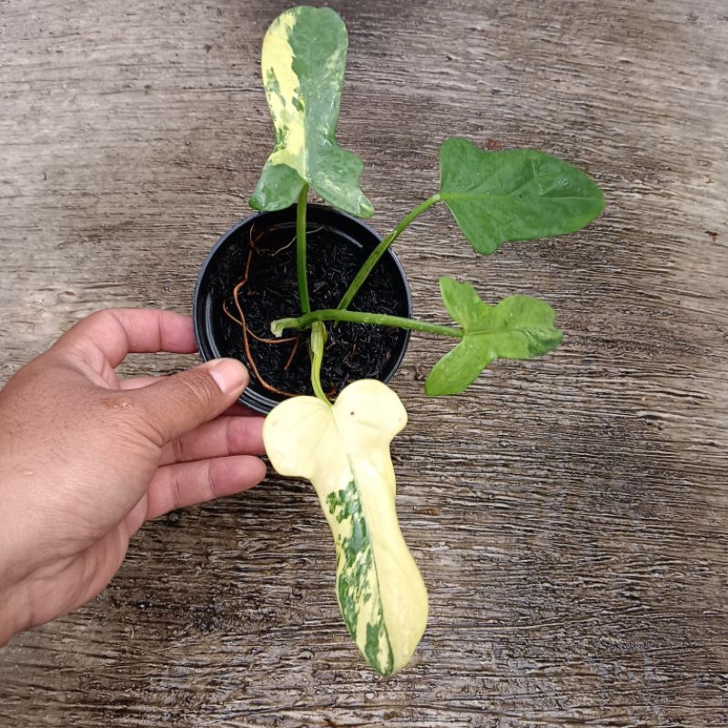 alocasia bambino