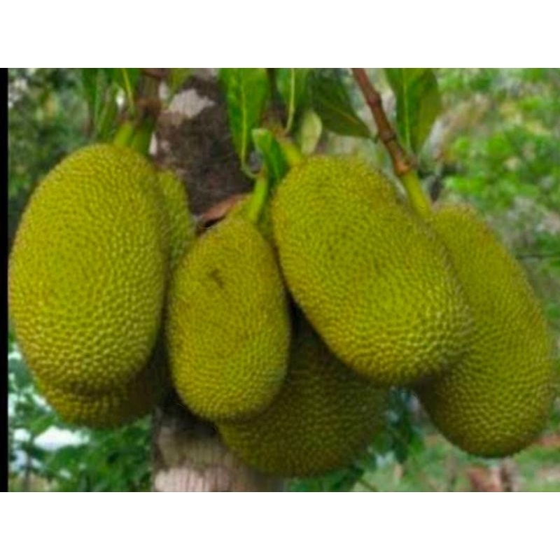 

Buah Nangka Muda Sayur Ketewel Murah 1 Bulat Segar Fresh