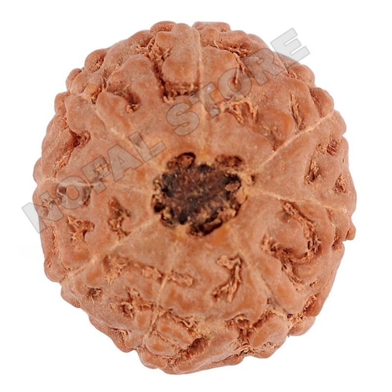 RUDRAKSHA BUTIRAN JENITRI MUKHI 8 GARIS 8 CUSTOM 12MM