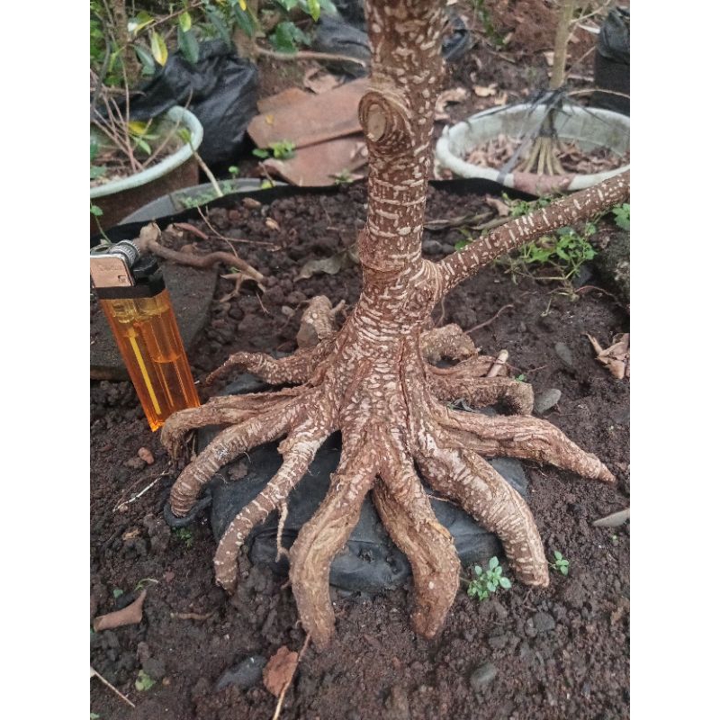 Bahan Kimeng program pecah batang