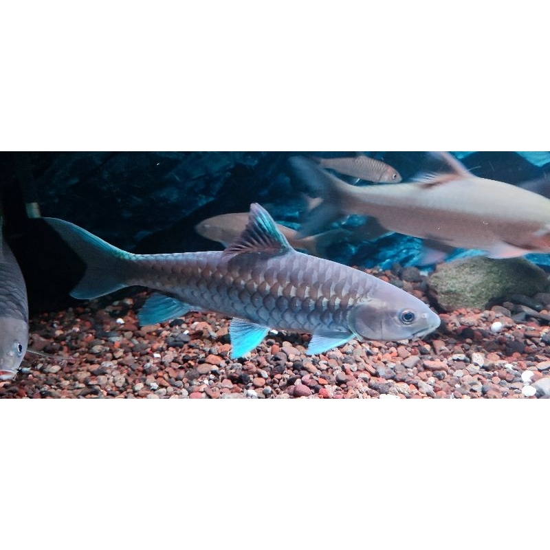 blue mahseer neo baoshan 13-14cm