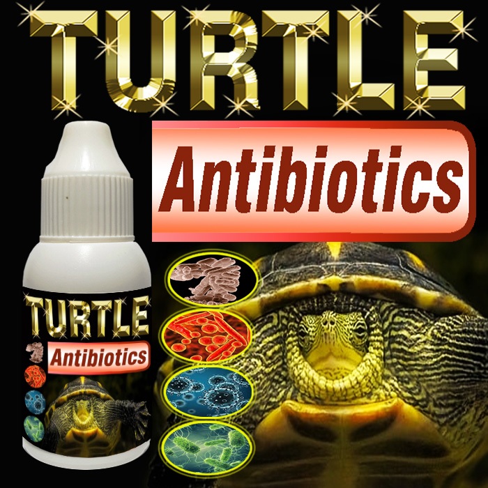 TURTLE ANTIBIOTICS OBAT PENCERNAAN DAN PERNAPASAN PENYAKIT DIARE PNEUMONIA KURA-KURA AIR AMBON BRAZI