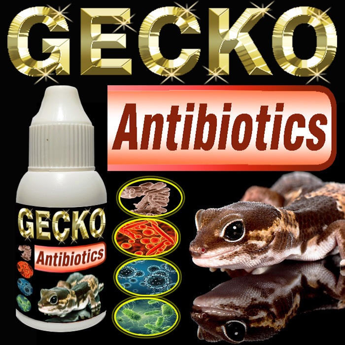 GECKO ANTIBIOTICS OBAT PNEUMONIA PILEK PENYAKIT PENAPASAN HEWAN REPTILE LEOPARD GEKO LEOPARD GECKKO 