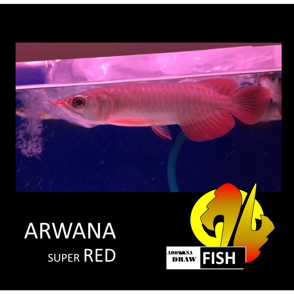 ARWANA Super Red lengkap dengan sertifikat &amp; chip Ukuran 8-10cm