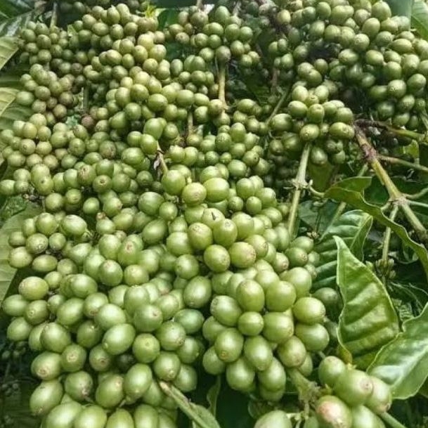 Entres Kopi klon bagio 500gram tunas raja