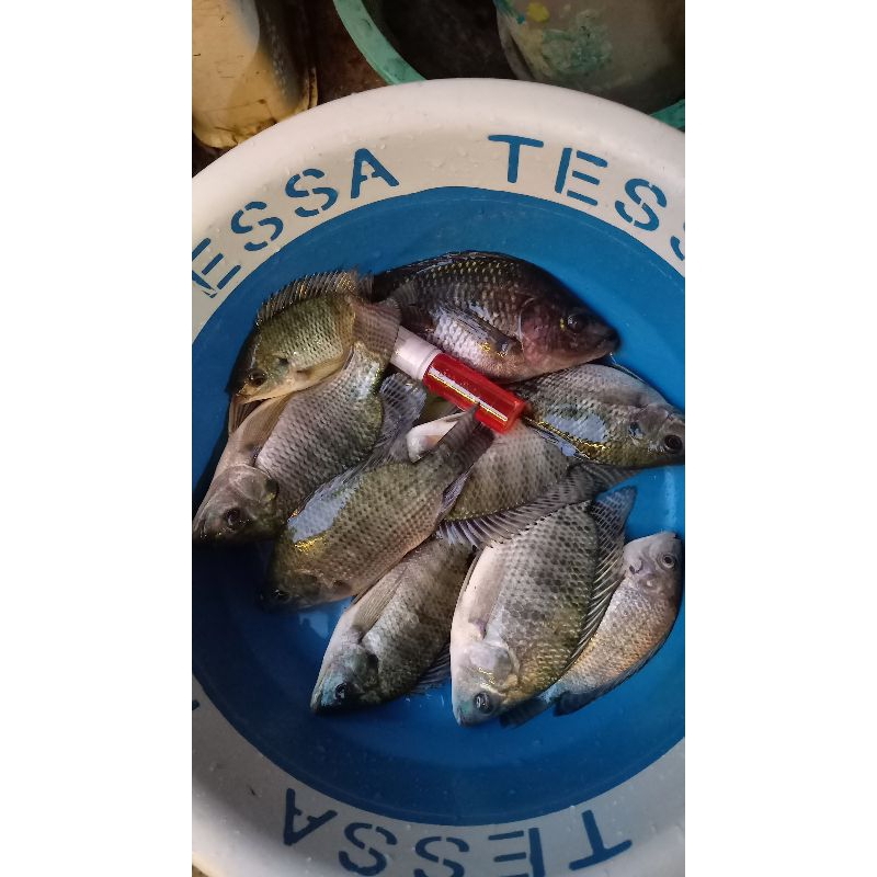 Essen Ikan Nila Mujaer Mujair