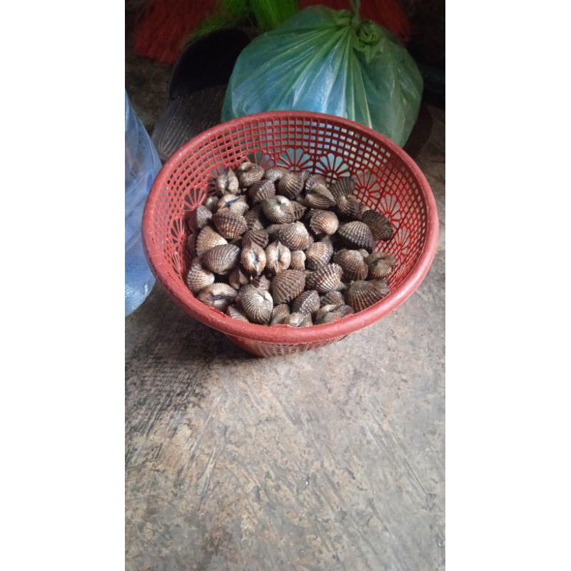 

kerang dara