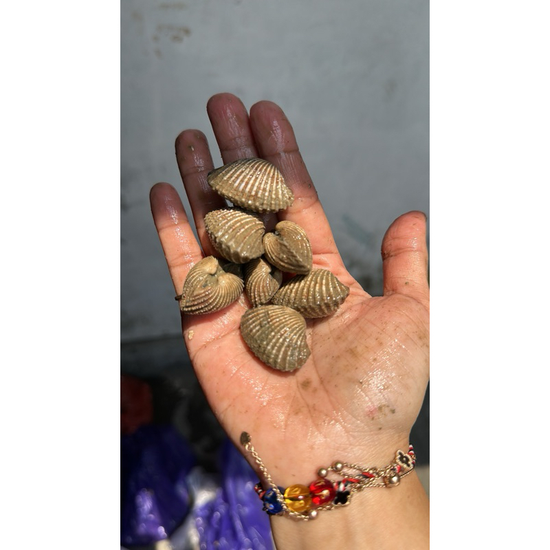 

kerang dara 500gr