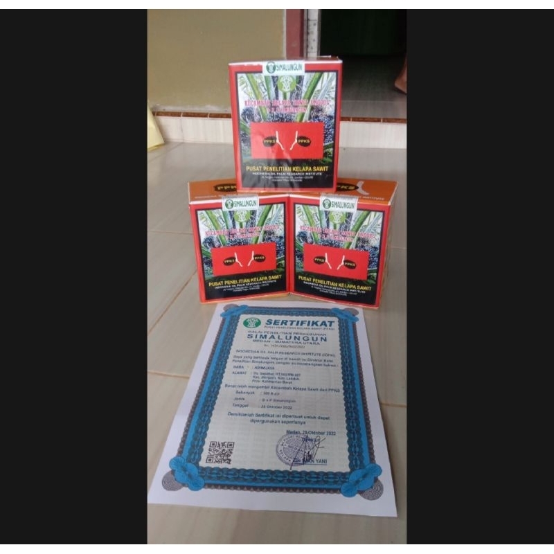 Benih sawit PPKS SIMALUNGUN bersertifikat