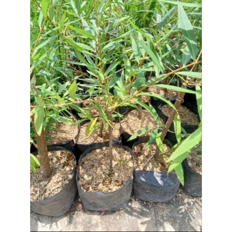 Bibit Tanaman Pohon Liang Liu