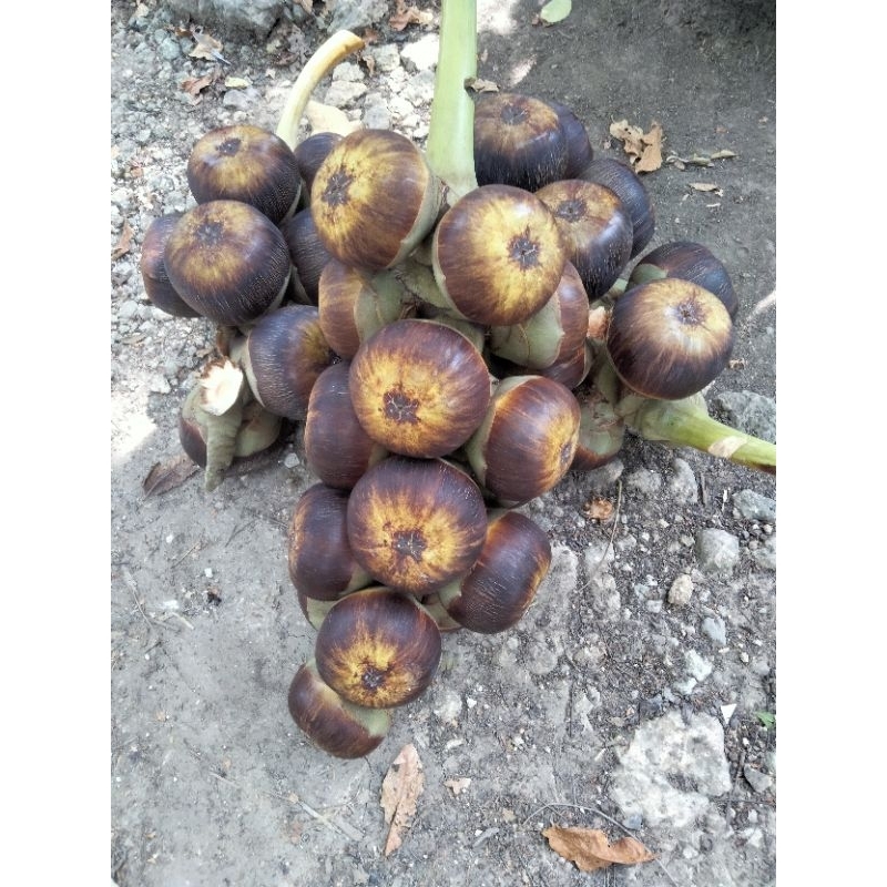 

Buah Lontar atau siwalan SUPER(1buwah isi3)