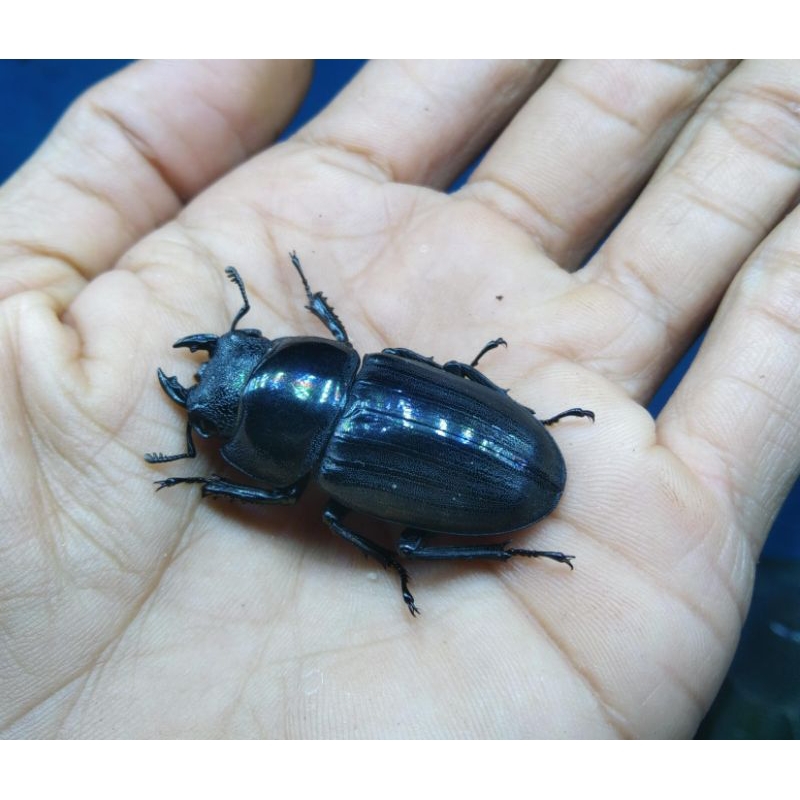 kumbang betina Dorcus hidup