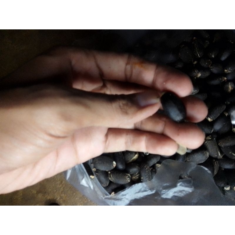 Biji jarak umpan mancing bawal