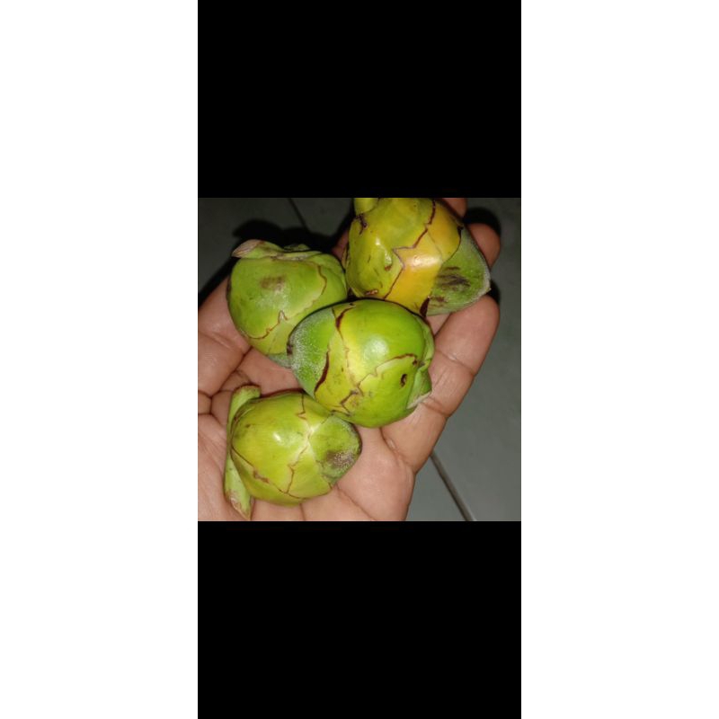 

tembuluk/mumbang/putik kelapa per 5pcs