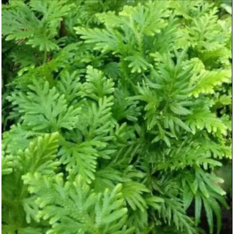 

daun cakaran ayam segar 1kg