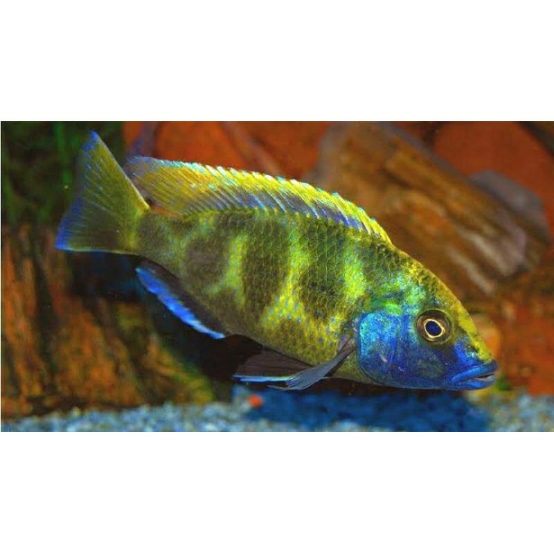 cichlid venustus 6-7 cm