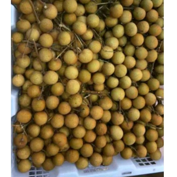 

Kelengkeng keranjang ( 12 kg )