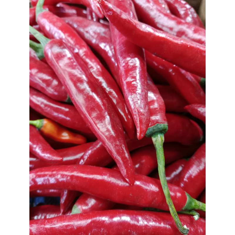 

cabe merah besar segar