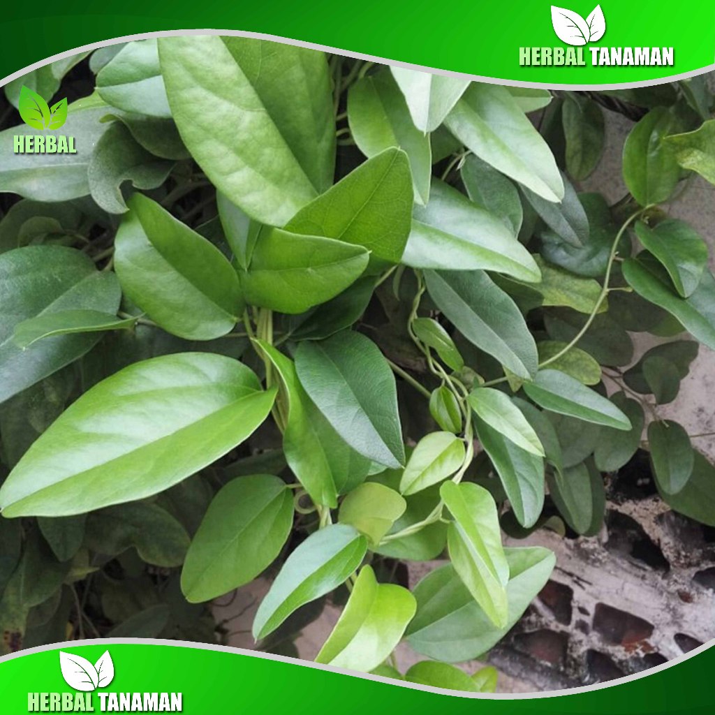 

Daun Cincau Hijau Segar 1 kg - Cincau Jeli - Cicaun Daun Lebar