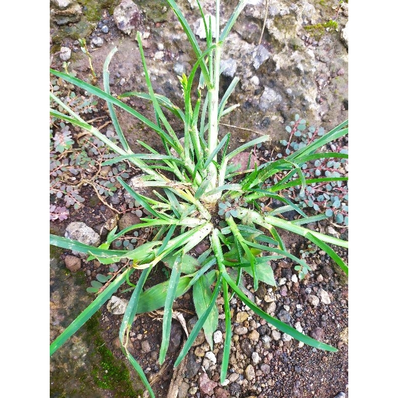 

Rumput Belulang Segar