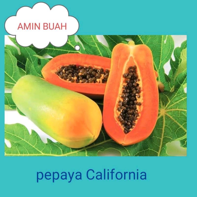 

PEPAYA California/butir matang pohon