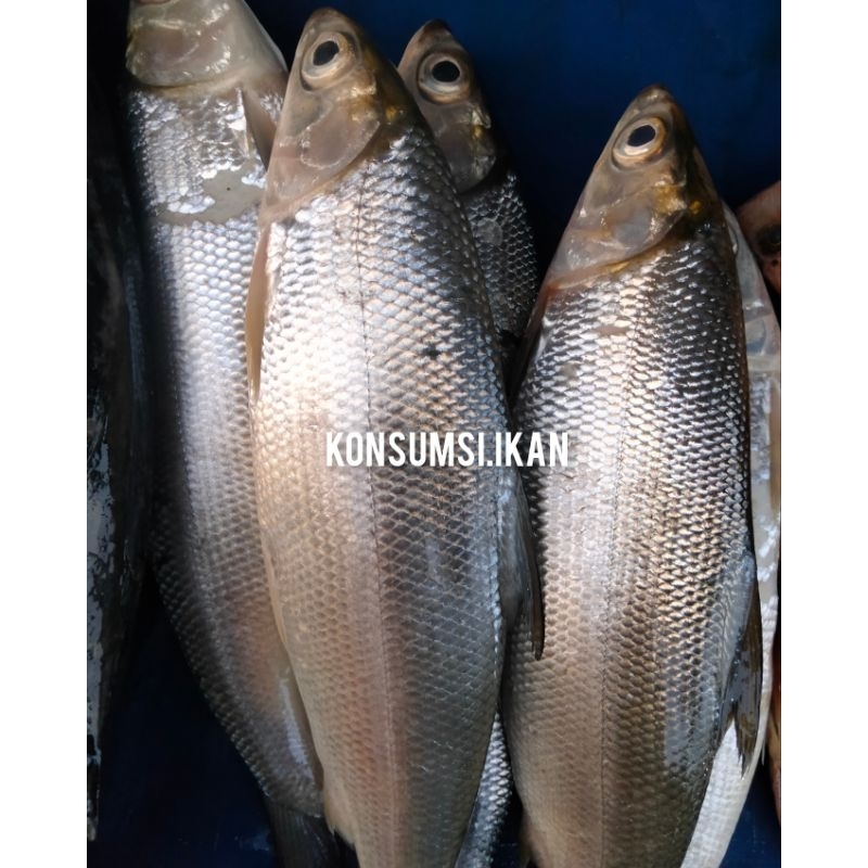 

Ikan Bandeng Kecil