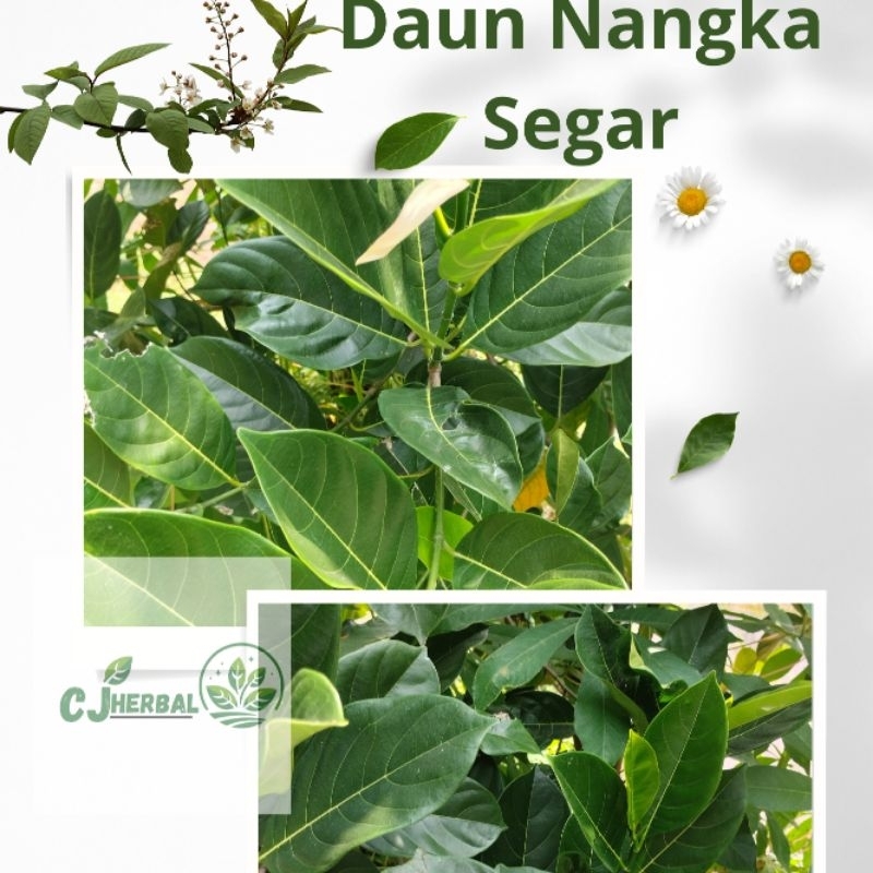 

READY | DAUN NANGKA SEGAR