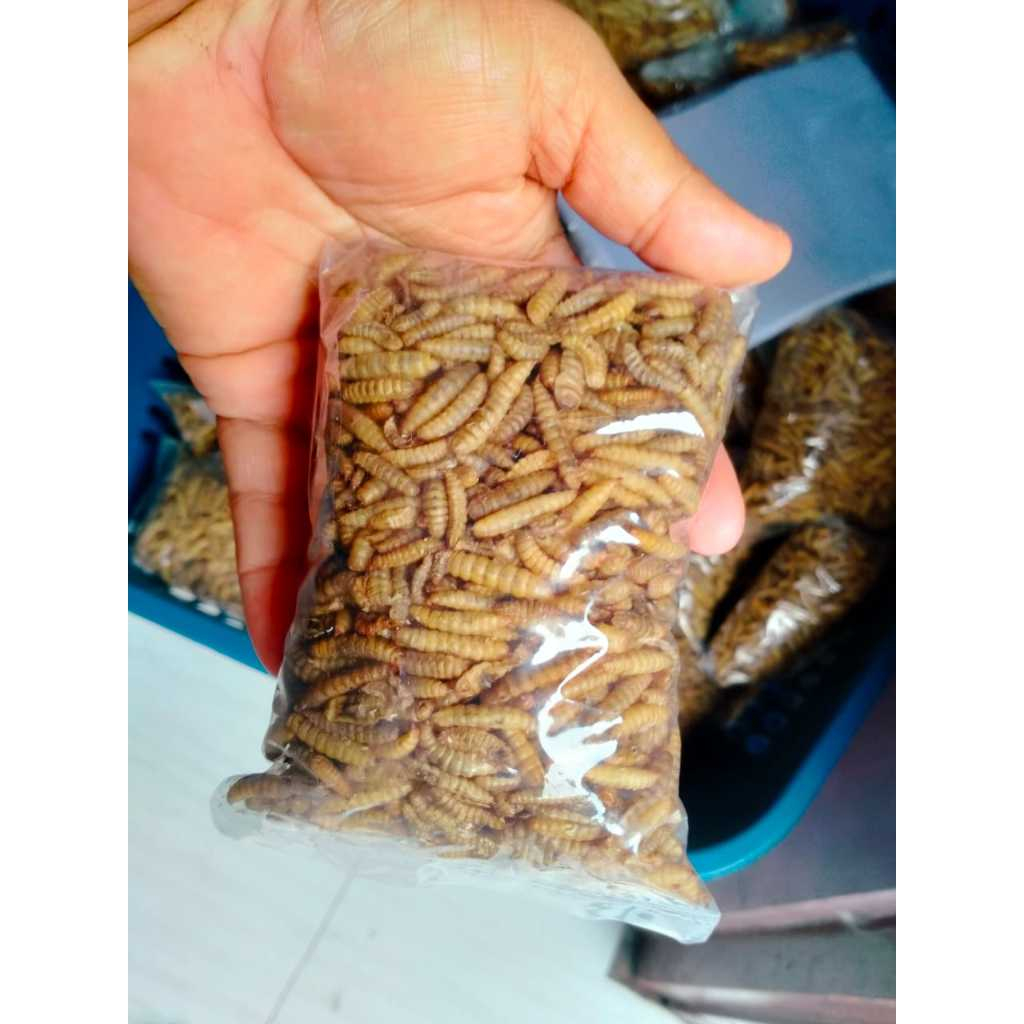 Manggot Bsf Manggot Kering Pakan Ikan Predator Louhan Channa Arwana 100gr