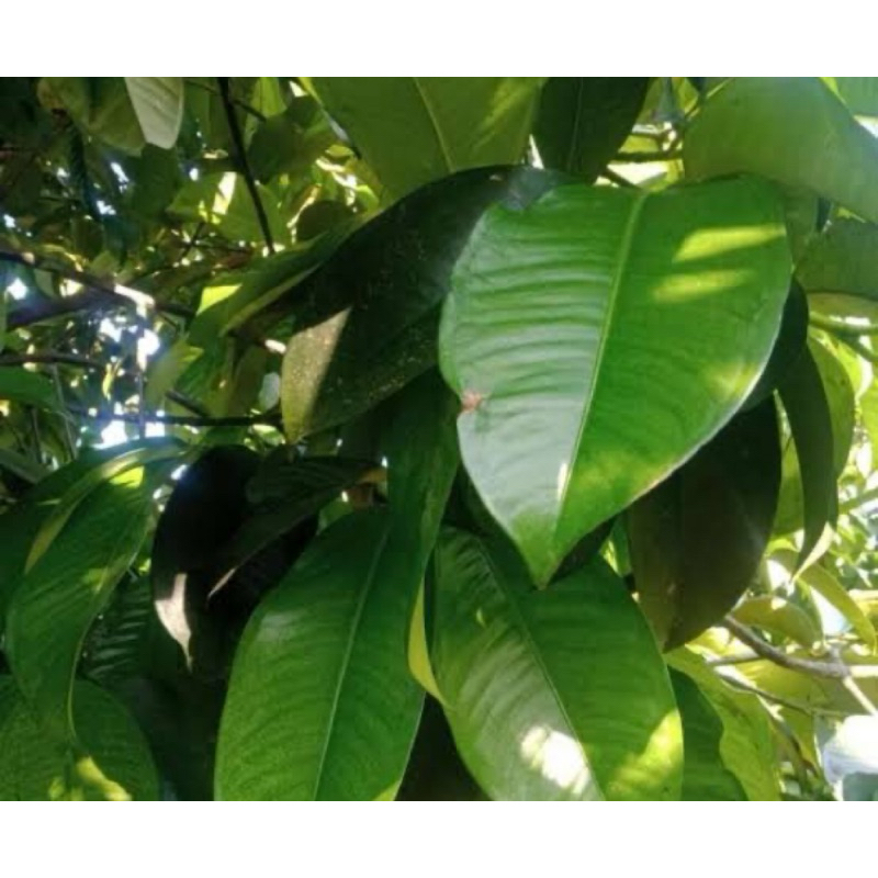 

Daun manggis segar 250 gram organik-az