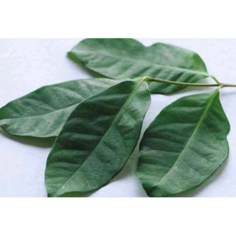 

daun salam untuk masak per pack