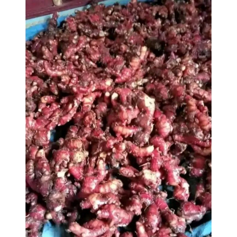 

jahe merah grosir 10kg