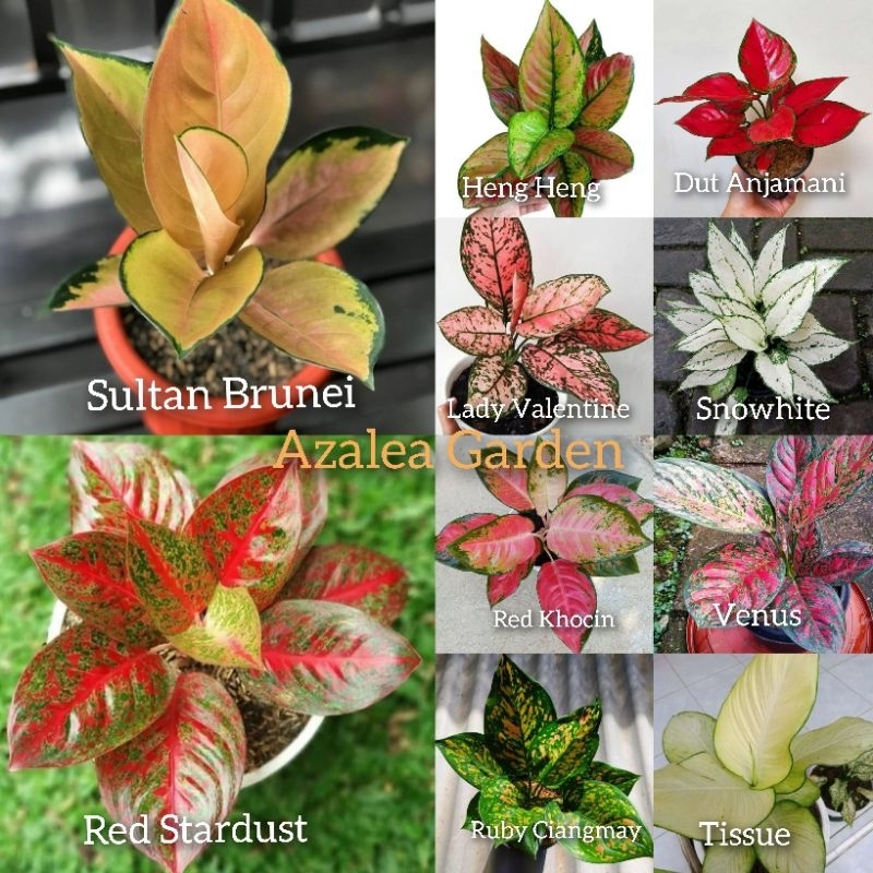 Paket 10 Aglonema super merah