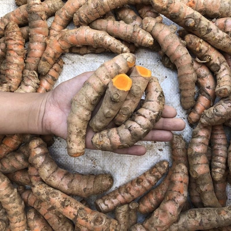 

1 KG Kunyit Segar Super Murah Alami