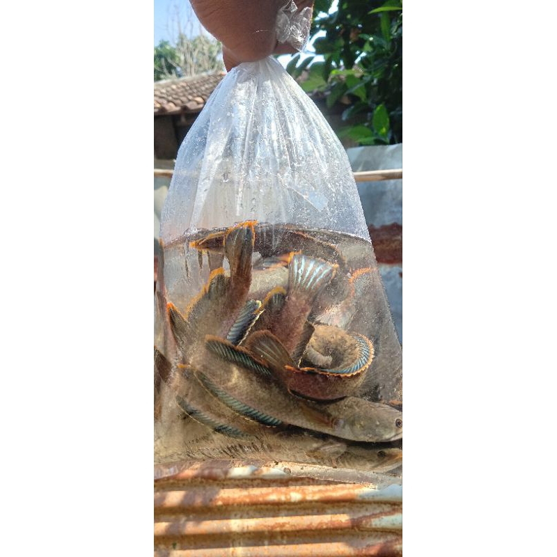 limbata 17-19cm biru gondrong rim tebal