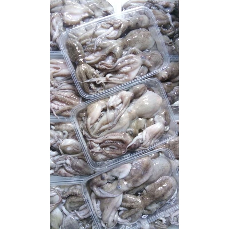 

GURITA FRESH FROZEN 1 KG