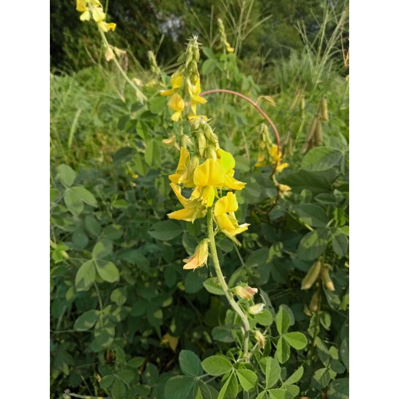 20Biji Benih Bibit Orok orok krotalaria Juncea