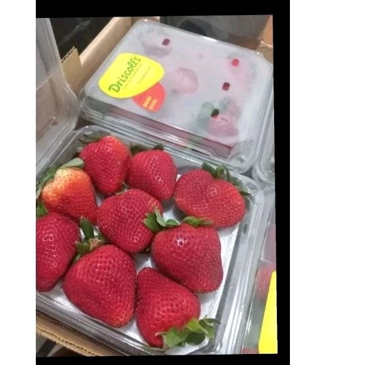 

BUAH STRAWBERRY JUMBO DRISCOLL SUPER PREMIUM GIFT PACK 250 GRAM