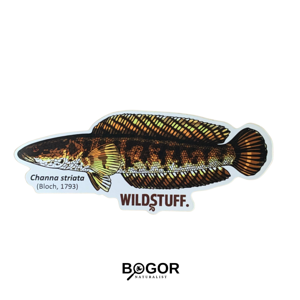 

Sticker Wildstuff Channa striata