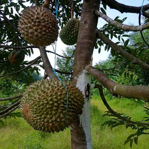 BIBIT TANAMAN BUAH DURIAN DURI HITAM/DURIAN BLACK THORN