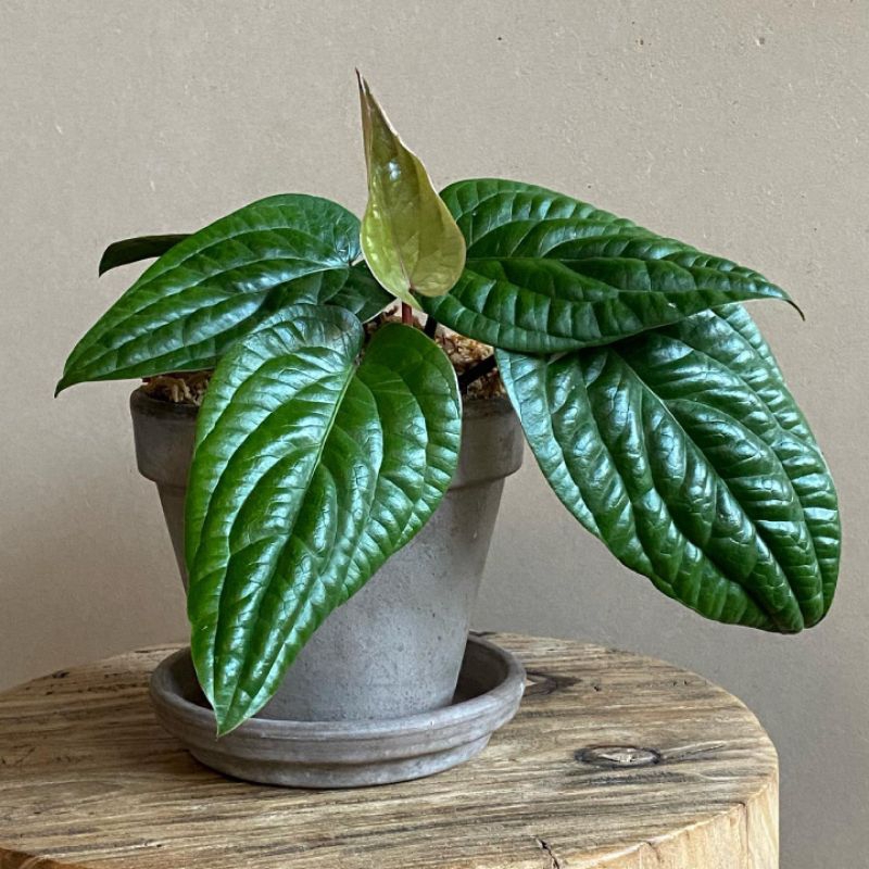 Anturium Sirih Badak Rumpun / Anthurium Radicans Rumpun