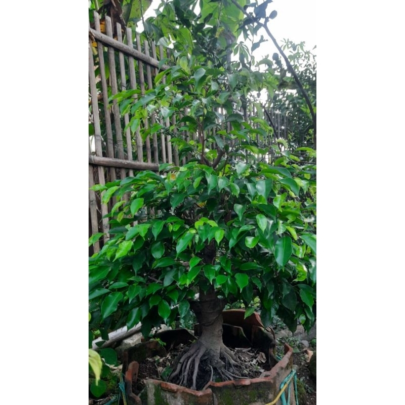 Bonsai Beringin Benjamin