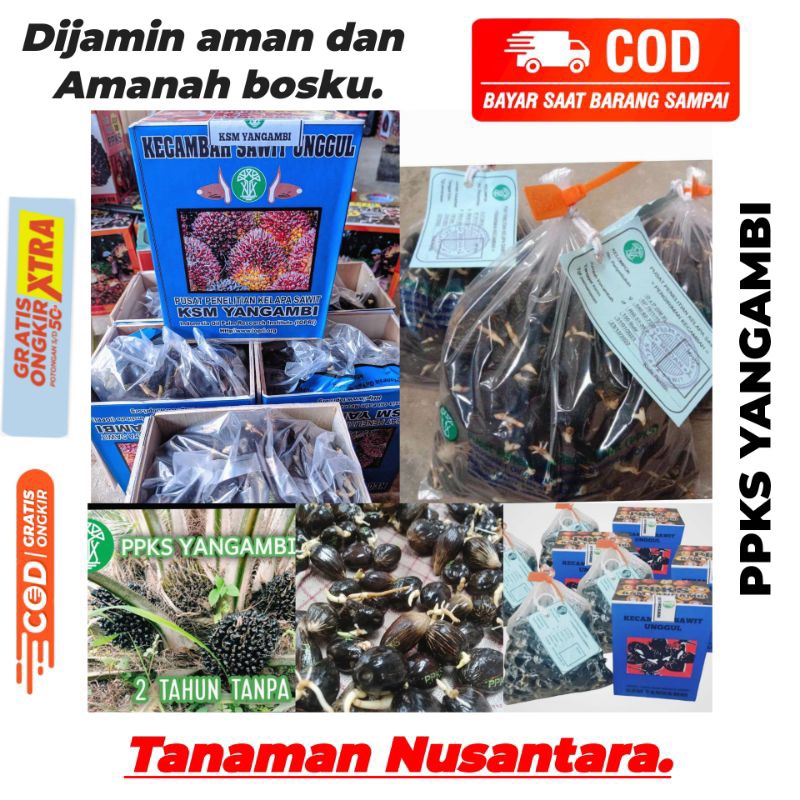 benih kecambah sawit PPKS YANGAMBI isi 250 butir