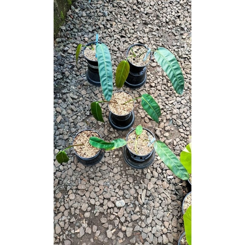 philodendron Patriciae queen of philodendron