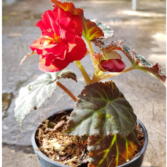 Begonia Mawar
