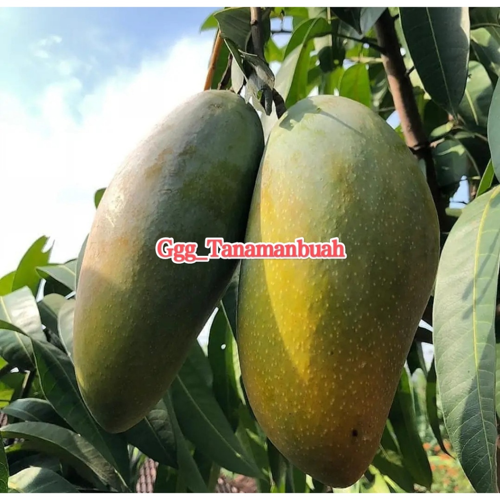 Bibit Mangga Kiojay Indukan Kondisi Siap Berbuah