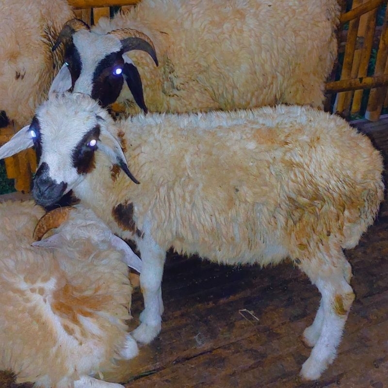 

Domba Jantan lokal 4 bulanan