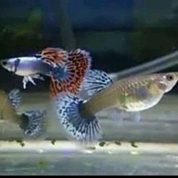 IKAN GUPPY PLATINUM RED MOZAIK BIG EAR PASANGAN